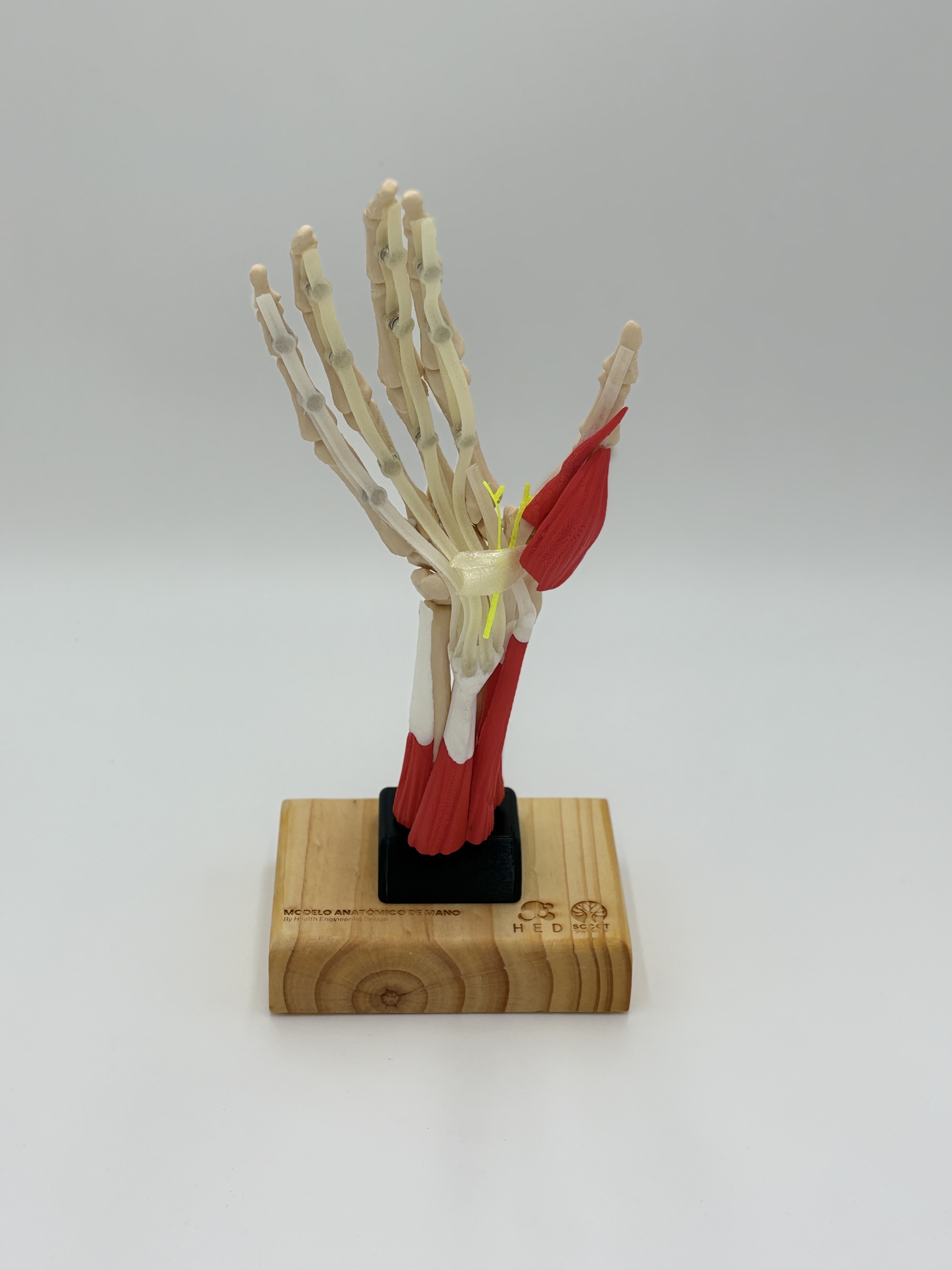 Hand Muscles and Ligaments — 3D printed anatomical model