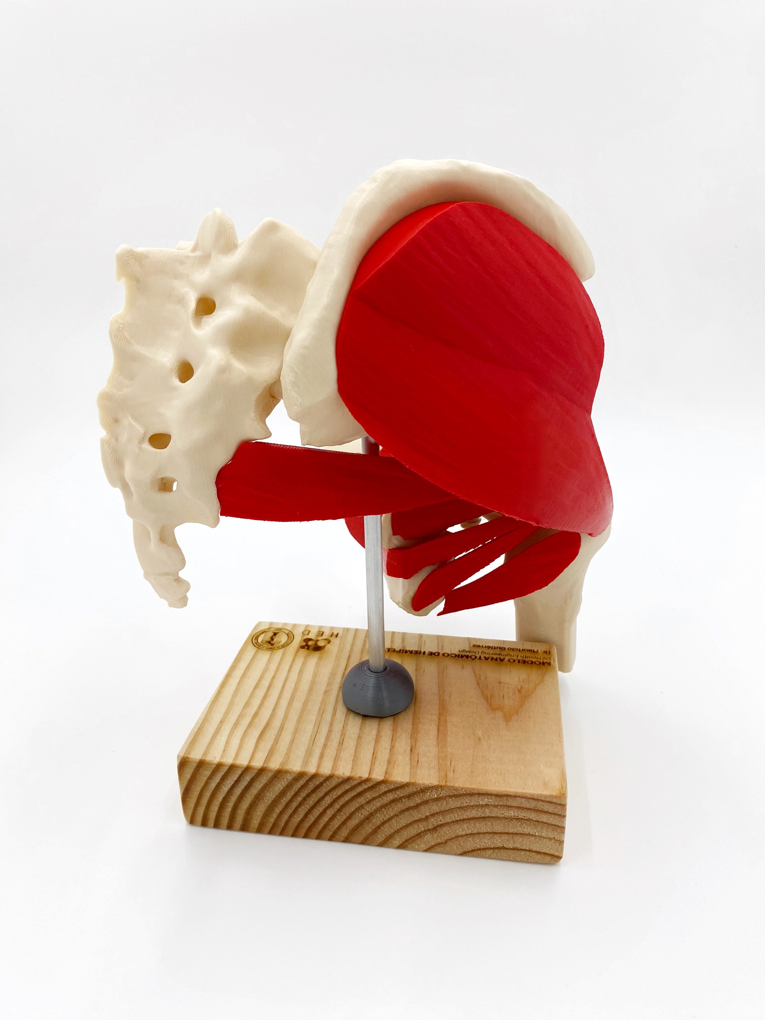 Hip Muscles — 3D printed anatomical model