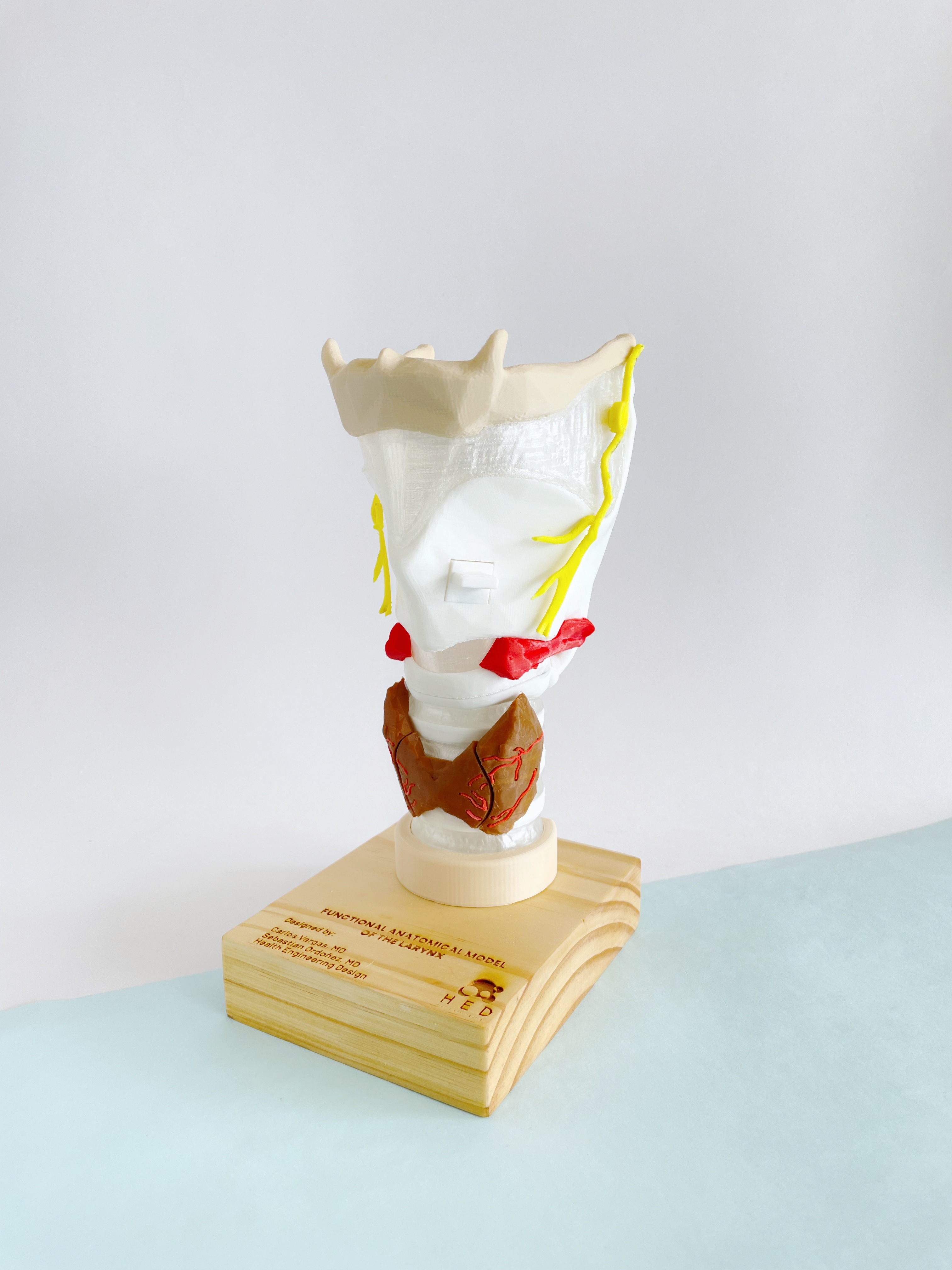 Larynx — 3D printed anatomical model
