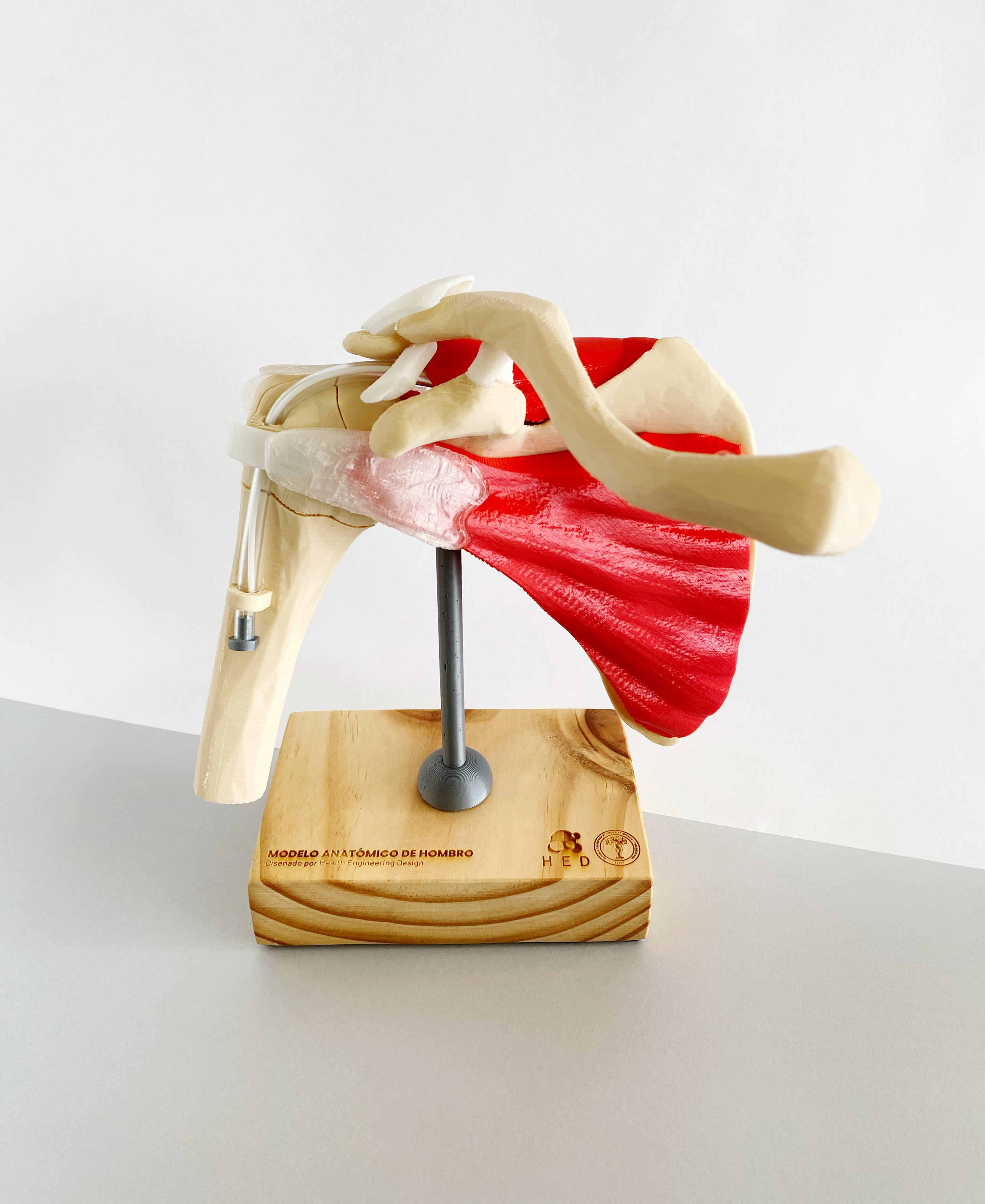Shoulder Muscles and Ligaments — 3D printed anatomical model